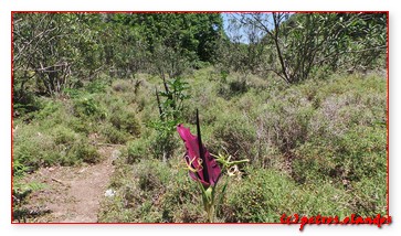 Dracunculus vulgaris