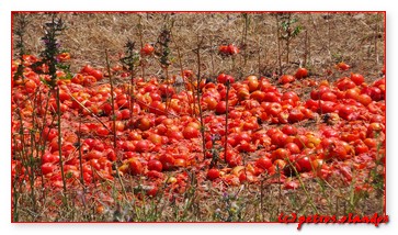 zontomaatje_in_het_veld