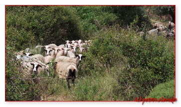 275_sheep