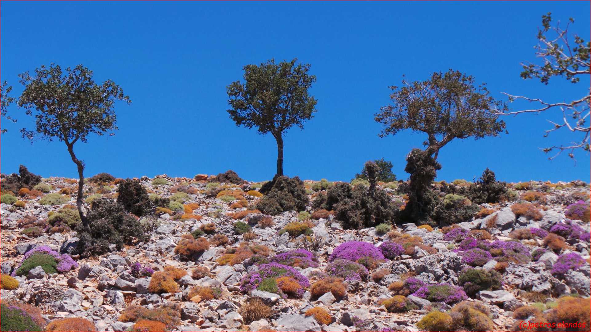 Thymus in June and July